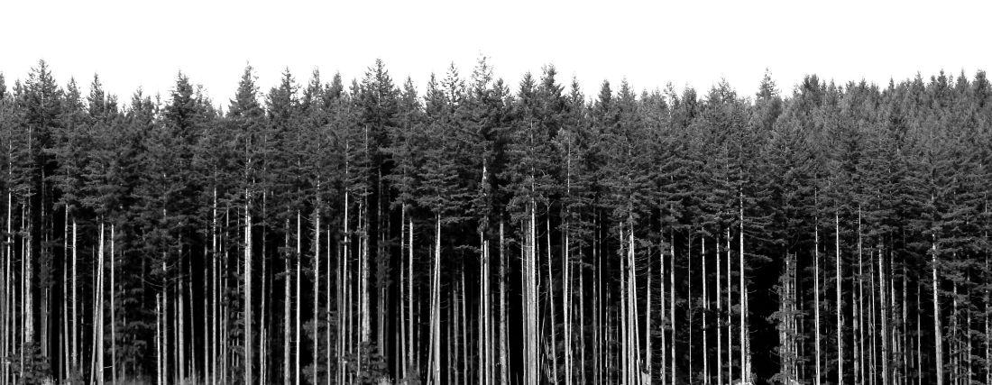 tall_pine_tree_background_20150321_1925470168